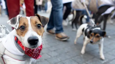 Dos perros durante la ‘Sanperrestre’ 2024, a 30 de diciembre de 2024, en Madrid (España). Dos perros durante la ‘Sanperrestre’ 2024, a 30 de diciembre de 2024, en Madrid (España).