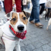 Dos perros durante la ‘Sanperrestre’ 2024, a 30 de diciembre de 2024, en Madrid (España). Dos perros durante la ‘Sanperrestre’ 2024, a 30 de diciembre de 2024, en Madrid (España).