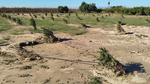Plantones afectados por la DANA