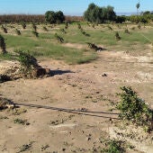 Plantones afectados por la DANA