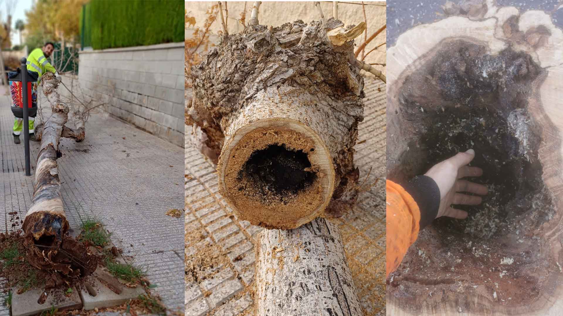 Benidorm sustituye 250 árboles dañados para evitar posibles daños personales Benidorm sustituye 250 árboles dañados para evitar posibles daños personales