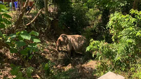 Un elefante del centro 'Koh Yao Elephant Care', lugar del suceso. Un elefante del centro 'Koh Yao Elephant Care', lugar del suceso.