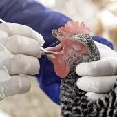 aves de corral, gripe aviar