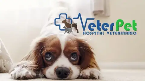 Perro nuevo en casa: consejos y prácticas a tener en cuenta Perro nuevo en casa: consejos y prácticas a tener en cuenta