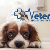 Perro nuevo en casa: consejos y prácticas a tener en cuenta Perro nuevo en casa: consejos y prácticas a tener en cuenta