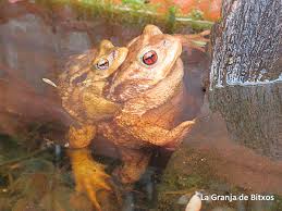 El sapo autóctono amenazado por la carpa japonesa en la Murta de Alzira El sapo autóctono amenazado por la carpa japonesa en la Murta de Alzira