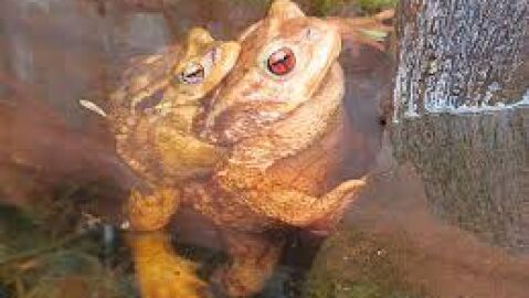 Sapo aut&oacute;ctono en la Murta de Alzira