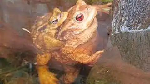 Sapo autóctono en la Murta de Alzira Sapo autóctono en la Murta de Alzira