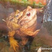 Sapo autóctono en la Murta de Alzira