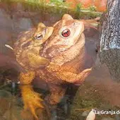 Sapo autóctono en la Murta de Alzira Sapo autóctono en la Murta de Alzira