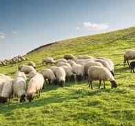 Ovejas bomberas Ovejas bomberas