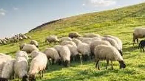 Ovejas bomberas Ovejas bomberas