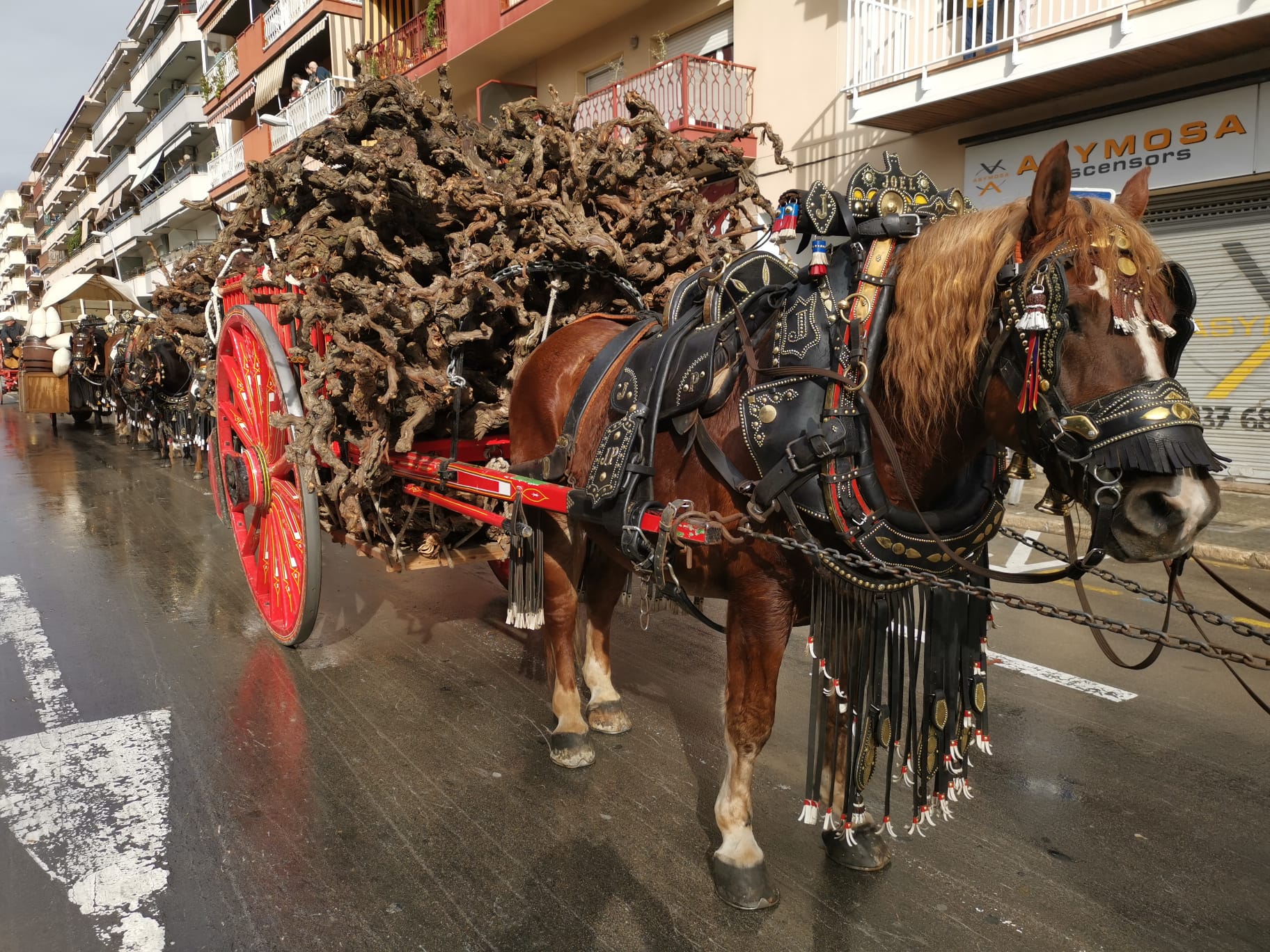 Els Tres Tombs de Vilanova reuniran més de 300 cavalls, 37 carros i repeteix la participació dels Mossos d’Esquadra a la desfilada Els Tres Tombs de Vilanova reuniran més de 300 cavalls, 37 carros i repeteix la participació dels Mossos d’Esquadra a la desfilada