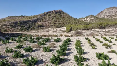 Un viñedo tradicional de la provincia de Alicante Un viñedo tradicional de la provincia de Alicante