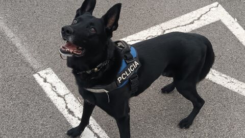 perro policía sagunto