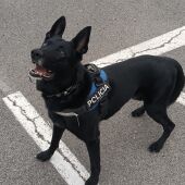 perro policía sagunto