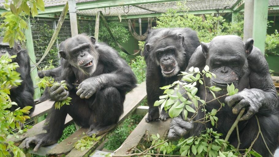 Tres chimpanc&eacute;s en un recinto