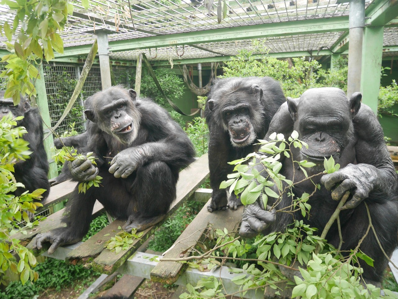 Los chimpancés alcohólicos Los chimpancés alcohólicos
