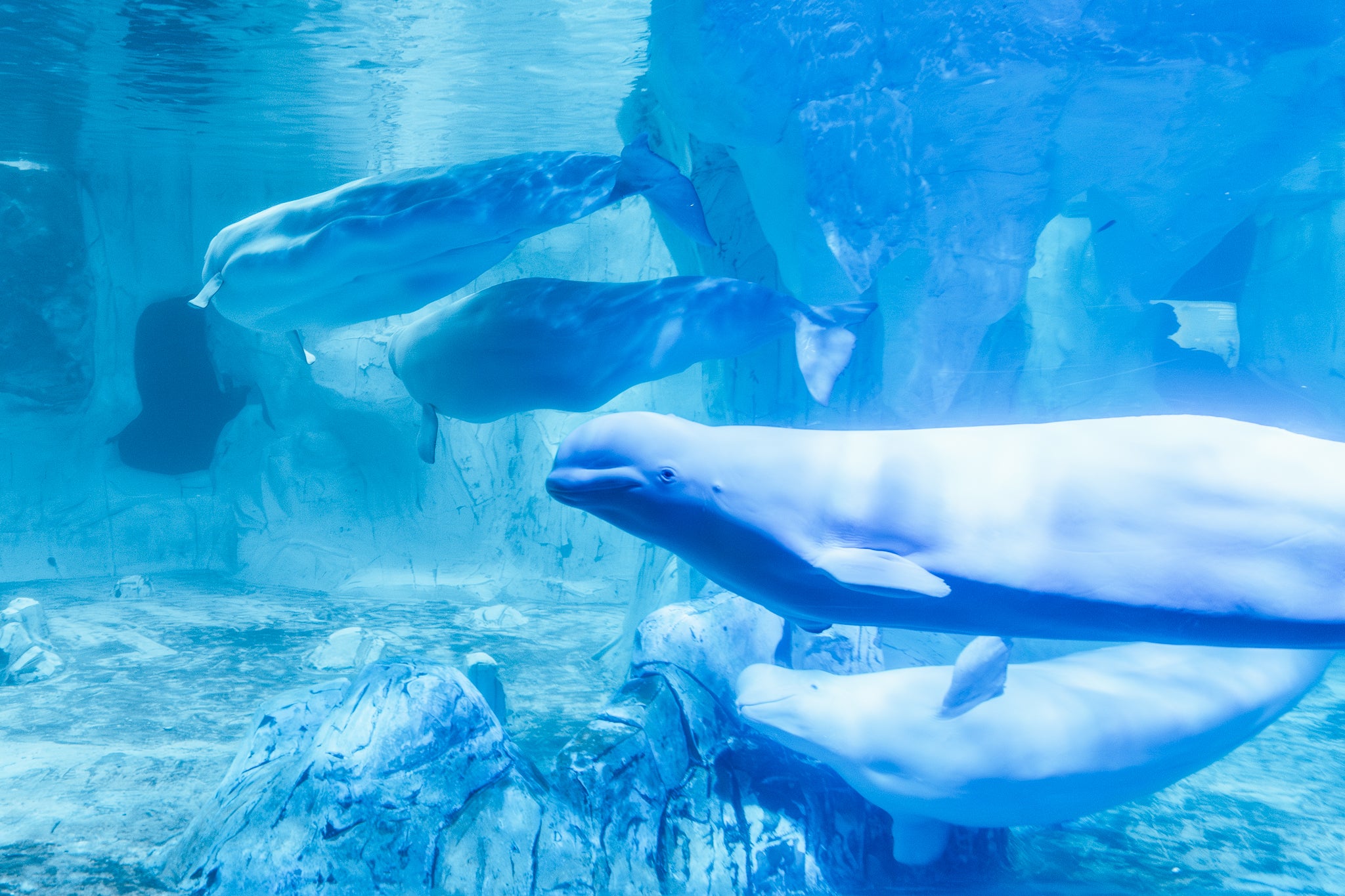 El Oceanogràfic de Valencia logra la integración de las cuatro belugas El Oceanogràfic de Valencia logra la integración de las cuatro belugas