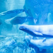 Belugas