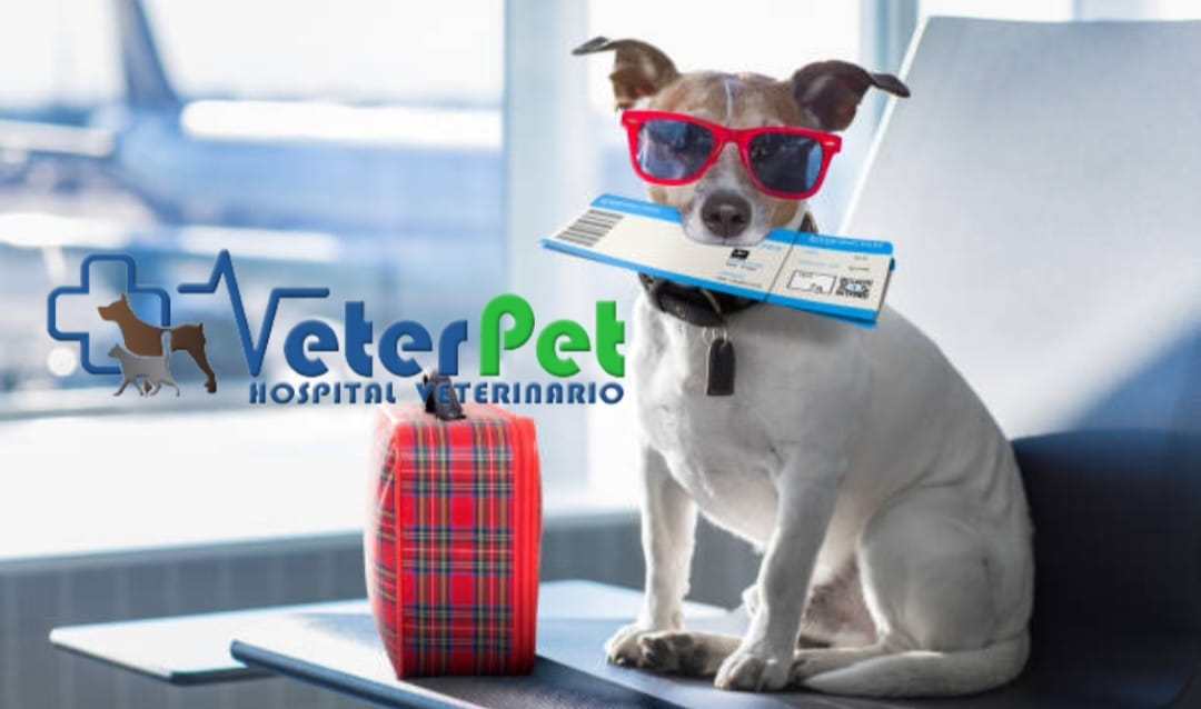 El boom de los viajes con mascotas, la tendencia al alza de alojamientos dog-friendly El boom de los viajes con mascotas, la tendencia al alza de alojamientos dog-friendly