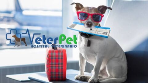 El boom de los viajes con mascotas, la tendencia al alza de alojamientos dog-friendly