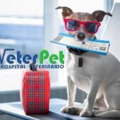 El boom de los viajes con mascotas, la tendencia al alza de alojamientos dog-friendly