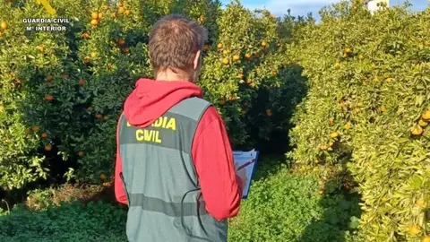 Un agente del equipo ROCA en un campo de cítricos de la provincia Un agente del equipo ROCA en un campo de cítricos de la provincia