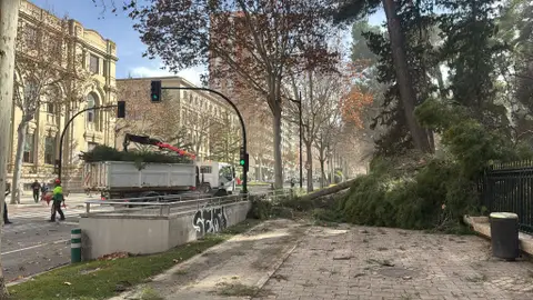Caída de árboles en el Parque Abelardo Sánchez. Caída de árboles en el Parque Abelardo Sánchez.