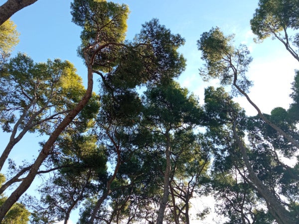 Medio Ambiente acometerá en marzo la remodelación del pinar viejo del Parque Miguel Servet Medio Ambiente acometerá en marzo la remodelación del pinar viejo del Parque Miguel Servet