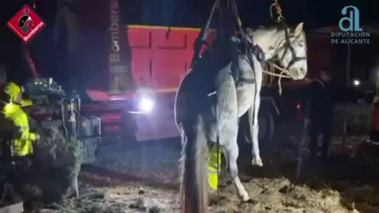 Los bomberos rescatan una yegua embarazada que hab&iacute;a ca&iacute;do a un pozo en Jijona
