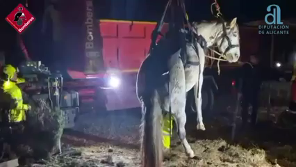 Los bomberos rescatan una yegua embarazada que había caído a un pozo en Jijona Los bomberos rescatan una yegua embarazada que había caído a un pozo en Jijona