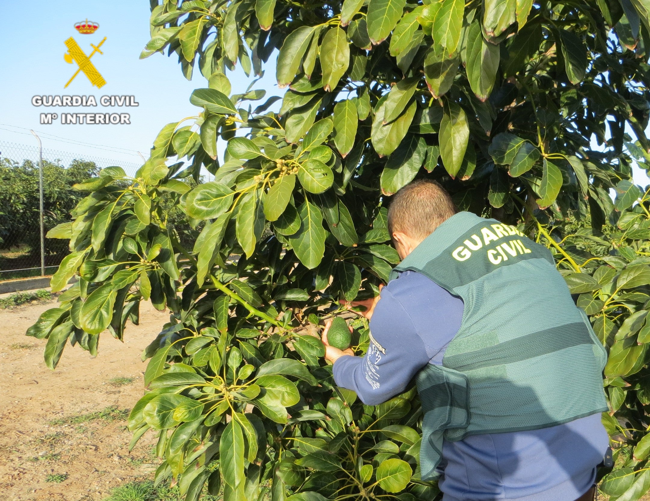Dos detenidos y un investigado como presuntos autores del hurto de 1800 kilos de aguacate en Onda Dos detenidos y un investigado como presuntos autores del hurto de 1800 kilos de aguacate en Onda