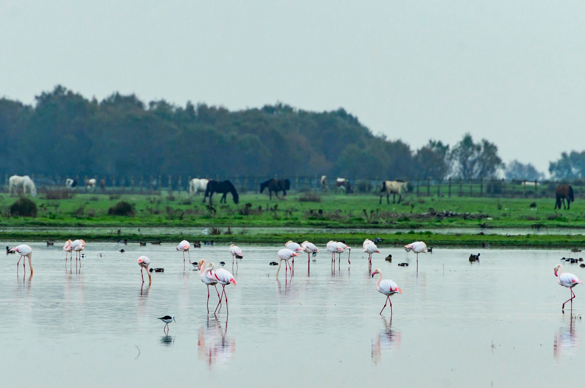 Eloy Revilla, director de la Estación Biológica de Doñana: "La situación es buena, la marisma está inundada" Eloy Revilla, director de la Estación Biológica de Doñana: "La situación es buena, la marisma está inundada"