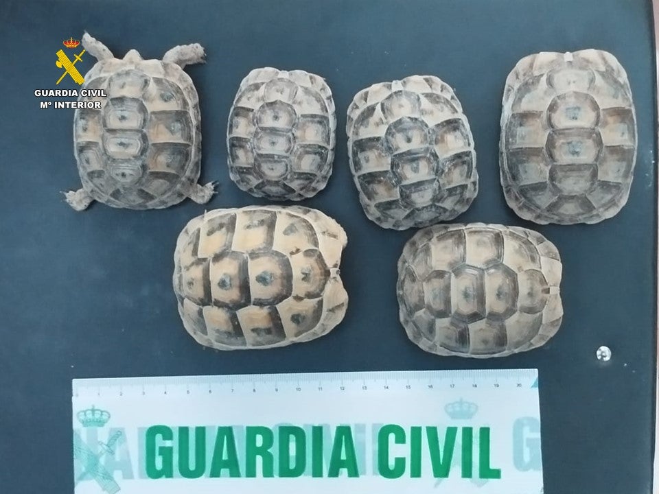 La Guardia Civil incoa expediente a un vecino de Elche tras entregar 18 tortugas a un centro de recuperación de fauna La Guardia Civil incoa expediente a un vecino de Elche tras entregar 18 tortugas a un centro de recuperación de fauna