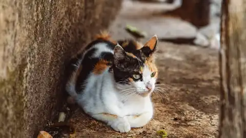 Gato callejero Gato callejero