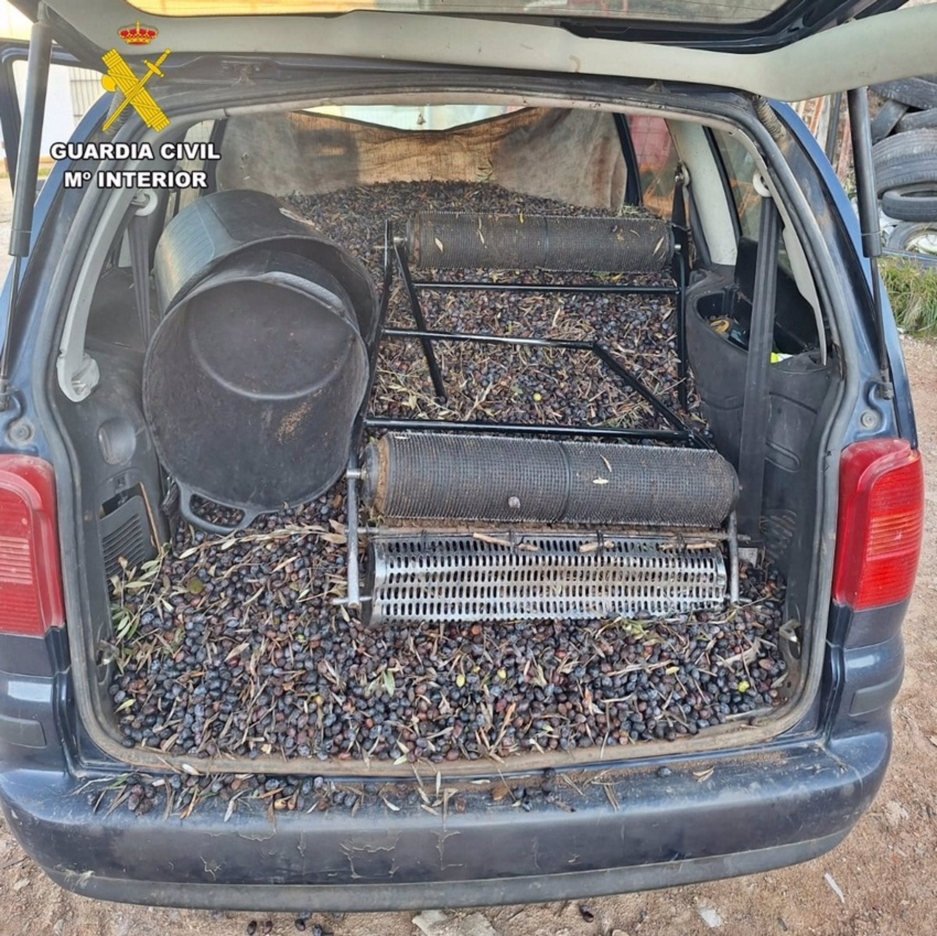 Investigados 12 vecinos de Almendralejo por el robo de unos 4.000 kilos de aceitunas en una finca de Usagre Investigados 12 vecinos de Almendralejo por el robo de unos 4.000 kilos de aceitunas en una finca de Usagre