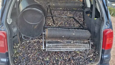 Investigados 12 vecinos de Almendralejo por el robo de unos 4.000 kilos de aceitunas en una finca de Usagre Investigados 12 vecinos de Almendralejo por el robo de unos 4.000 kilos de aceitunas en una finca de Usagre