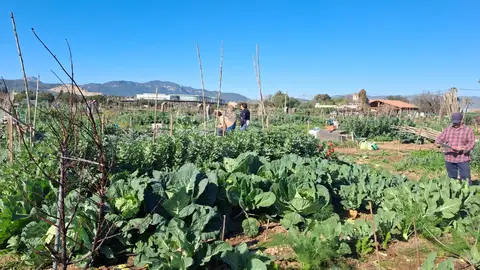 Los huertos de la Fundación ASIMA, un terreno rústico de 14.000 m2 situados en la carretera de Sóller. Los huertos de la Fundación ASIMA, un terreno rústico de 14.000 m2 situados en la carretera de Sóller.