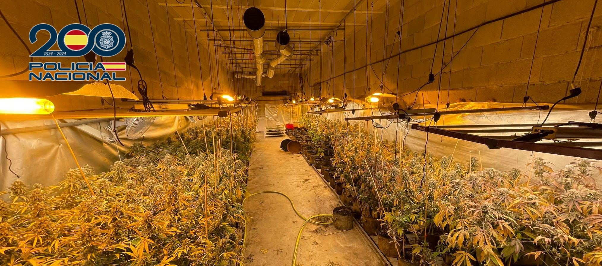 La Policía Nacional desmantela una plantación de marihuana y detiene a dos hombres en Alzira La Policía Nacional desmantela una plantación de marihuana y detiene a dos hombres en Alzira