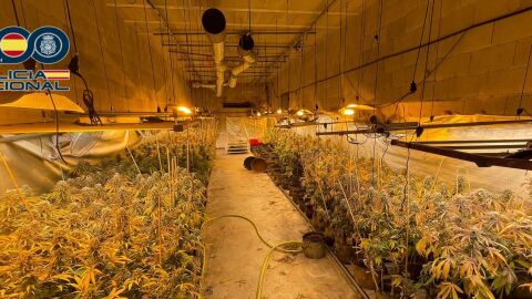 Plantaci&oacute;n de marihuana incautada en Alzira