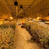 Plantación de marihuana incautada en Alzira