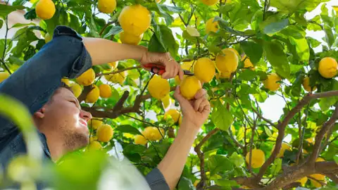 'Amigos de la agricultura' levanta la voz en defensa del sector en la Vega Baja 'Amigos de la agricultura' levanta la voz en defensa del sector en la Vega Baja