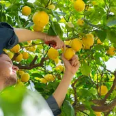 'Amigos de la agricultura' levanta la voz en defensa del sector en la Vega Baja 'Amigos de la agricultura' levanta la voz en defensa del sector en la Vega Baja