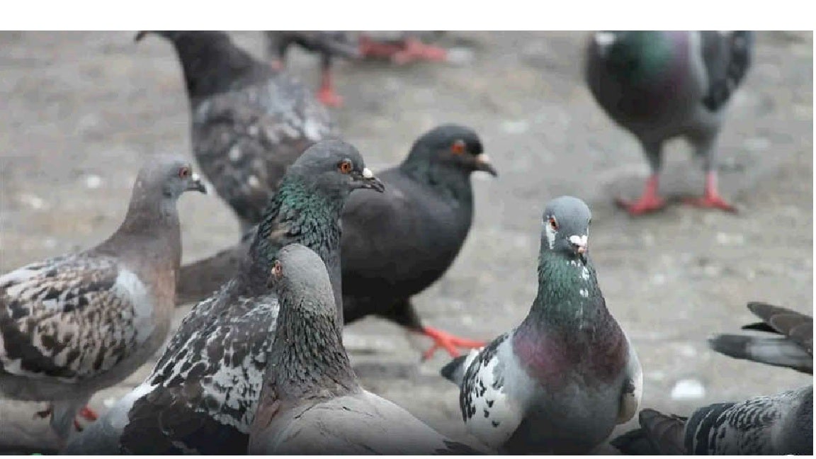 Cañones y capturas selectivas: así combatirá València la plaga de palomas y estorninos Cañones y capturas selectivas: así combatirá València la plaga de palomas y estorninos