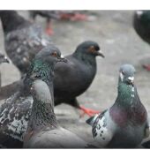 Palomas