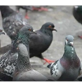 Palomas Palomas