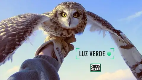 Búho campestre Búho campestre