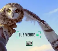 Búho campestre Búho campestre