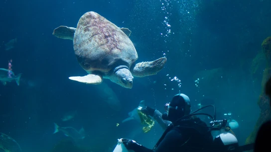 Bioparc Acuario de Gijón Bioparc Acuario de Gijón